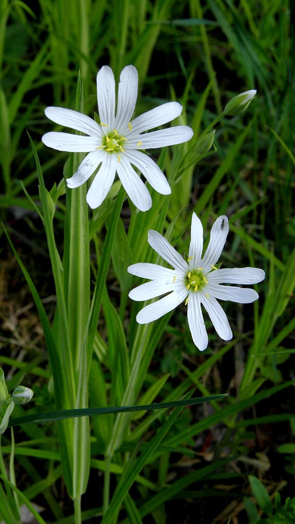 hviezdica veľkokvetá Stellaria holostea L.