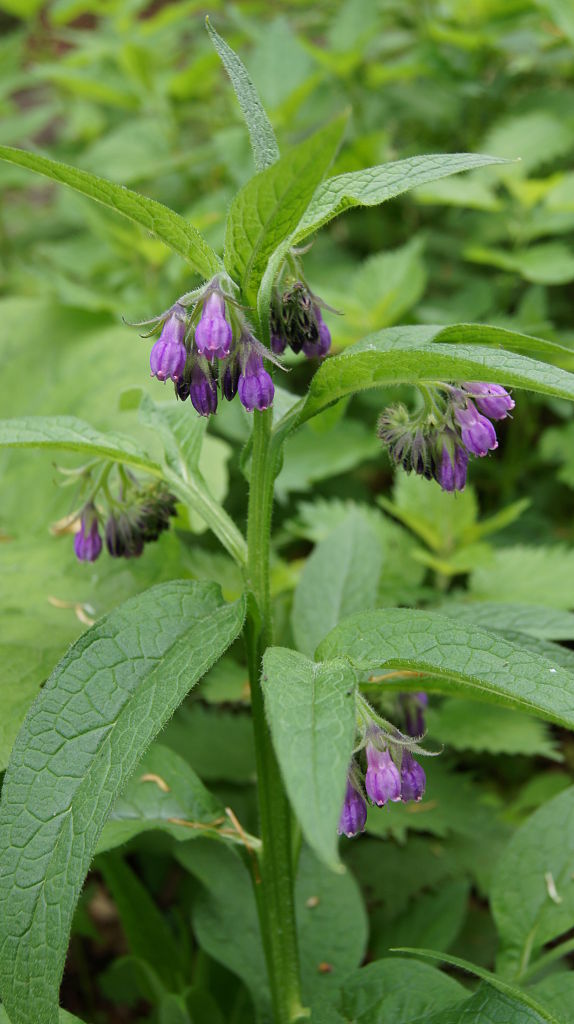 kostihoj lekársky Symphytum officinale L.