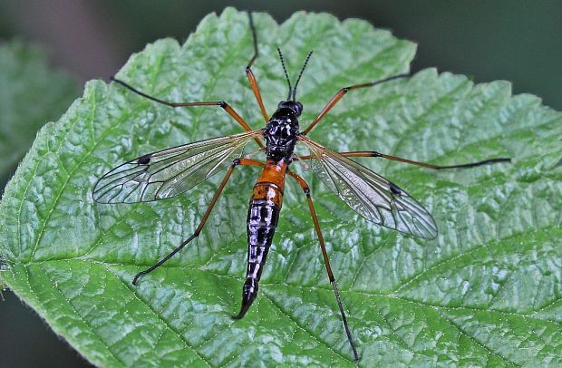 tipuľa Tanyptera cf. nigricornis