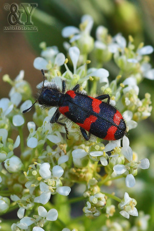 pestroš Trichodes favarius