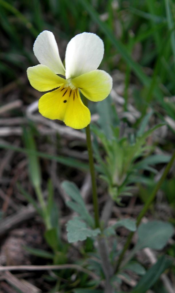 fialka žltá sudetská Viola lutea subsp. sudetica (Willd.) Nyman