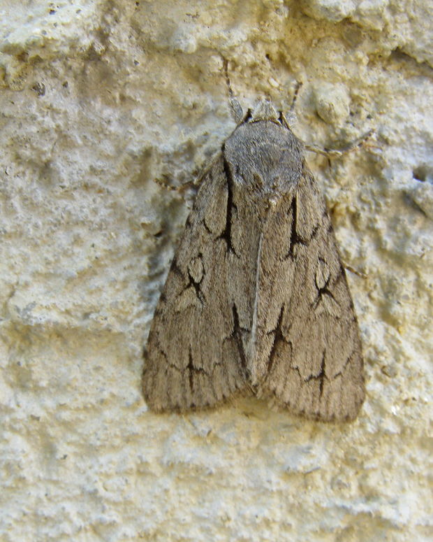 mramorovka trnková Acronicta psi (Linnaeus, 1758)