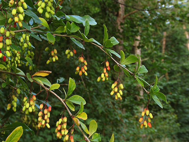 dráč obyčajný Berberis vulgaris L.