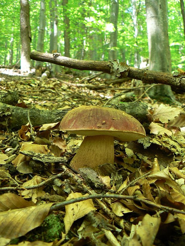 hríb sosnový Boletus pinophilus Pil. et Dermek in Pil.