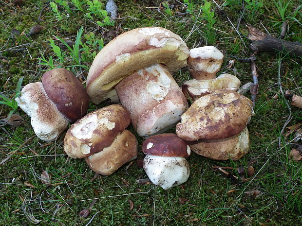 hríb sosnový Boletus pinophilus Pil. et Dermek in Pil.