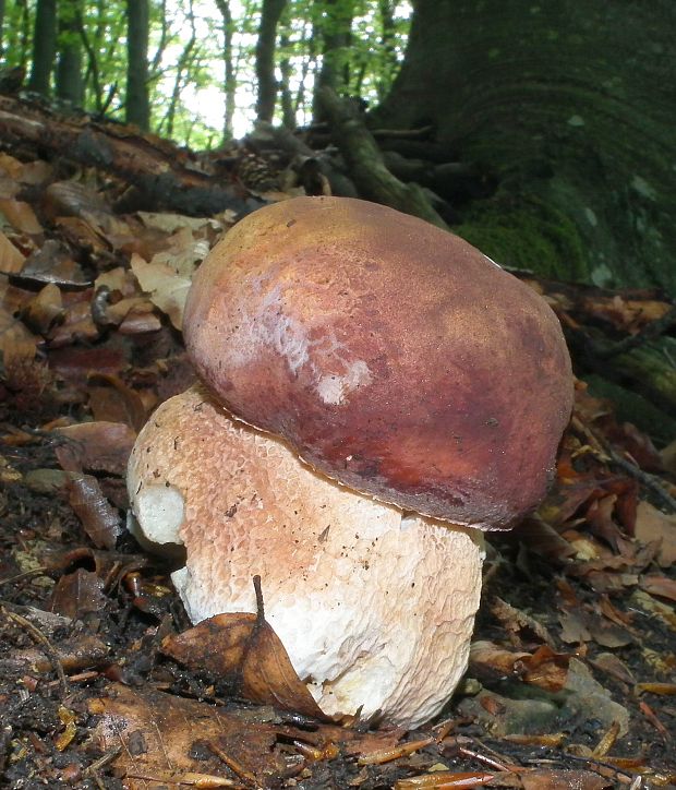 hríb sosnový Boletus pinophilus Pil. et Dermek in Pil.