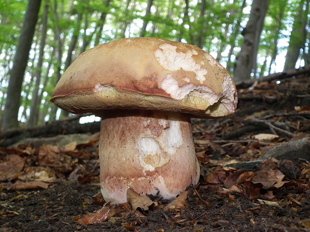 hríb sosnový Boletus pinophilus Pil. et Dermek in Pil.