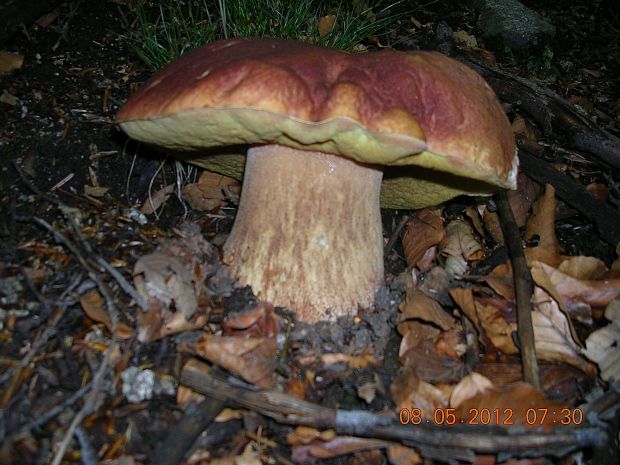 hríb sosnový Boletus pinophilus Pil. et Dermek in Pil.