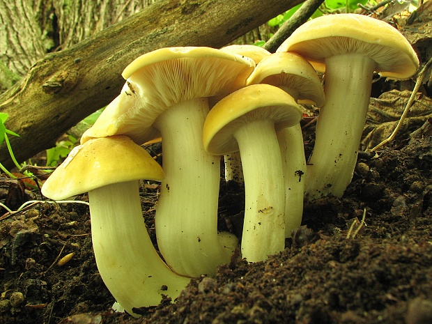 čírovnica májová Calocybe gambosa (Fr.) Donk