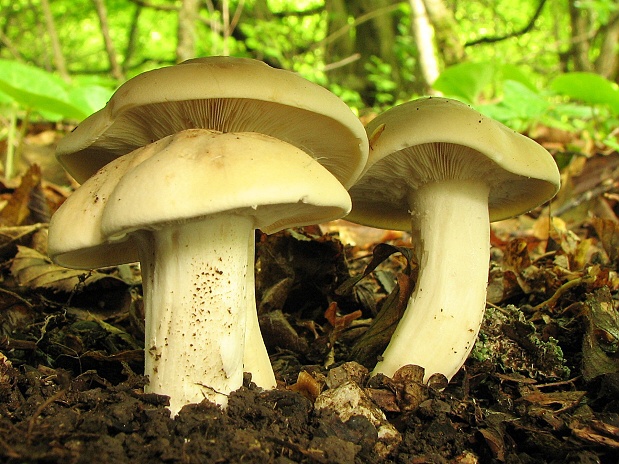 čírovnica májová Calocybe gambosa (Fr.) Donk