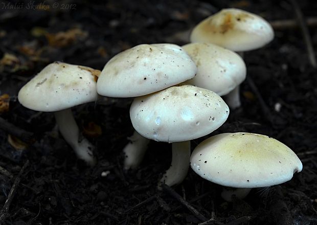 čírovnica májová Calocybe gambosa (Fr.) Donk