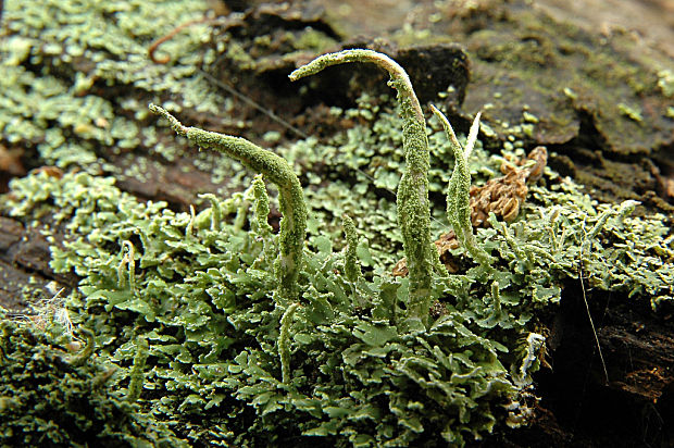 dutohlávka končistá Cladonia coniocraea (Flörke) Spreng.