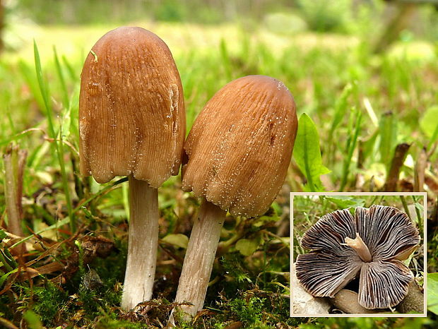 hnojník ligotavý ? Coprinellus sp.