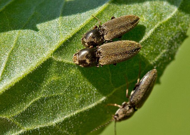 kováčik Dicronychus rubripes