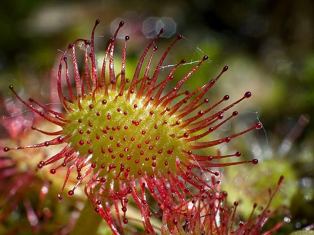 rosička okrúhlolistá Drosera rotundifolia L.