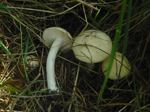 hodvábnica jarná Entoloma clypeatum (L.) P. Kumm.