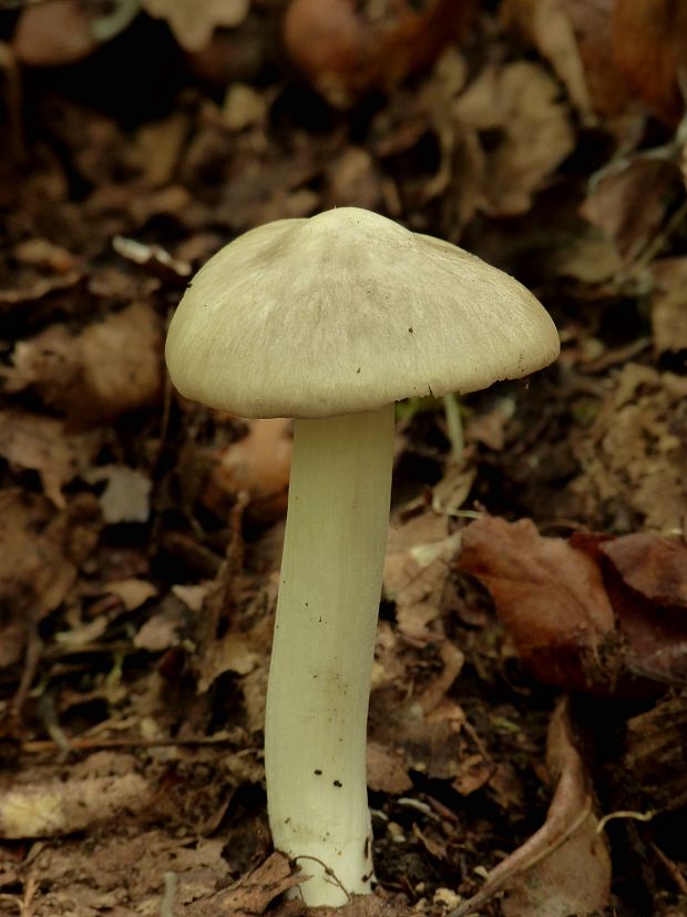 hodvábnica jarná Entoloma clypeatum (L.) P. Kumm.