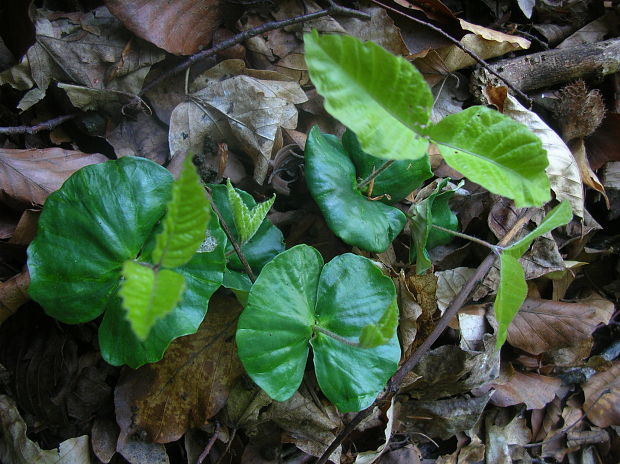 buk lesný Fagus sylvatica L.