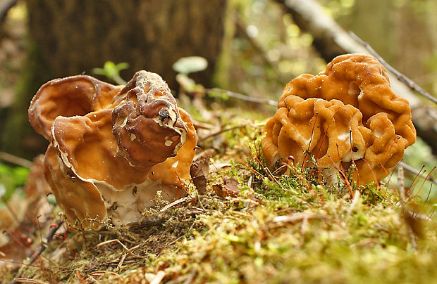 ušiak obrovský Gyromitra gigas  (Krombh.) Cooke