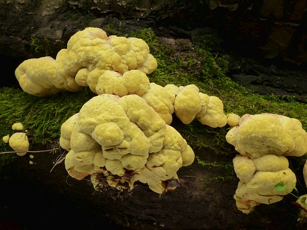 sírovec obyčajný Laetiporus sulphureus (Bull.) Murrill