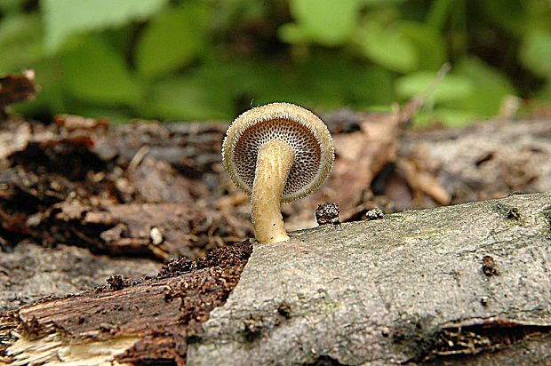 trúdnik plástovitý Lentinus arcularius (Batsch) Zmitr.