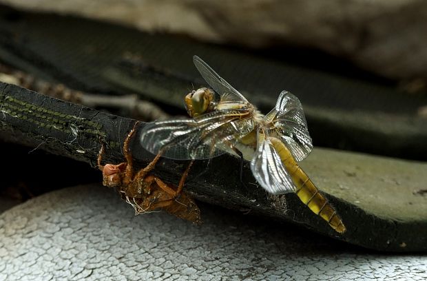 vážka ploská Libellula depressa