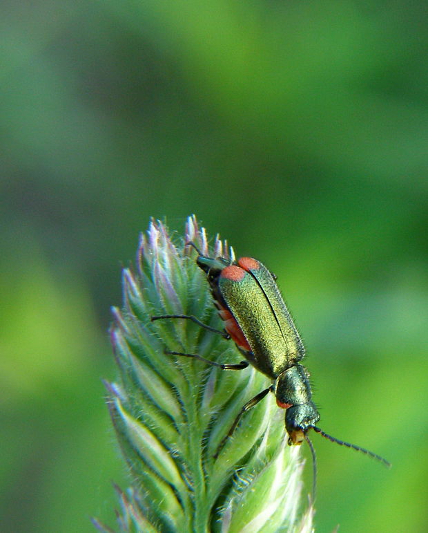 bradavičník Malachius bipustulatus