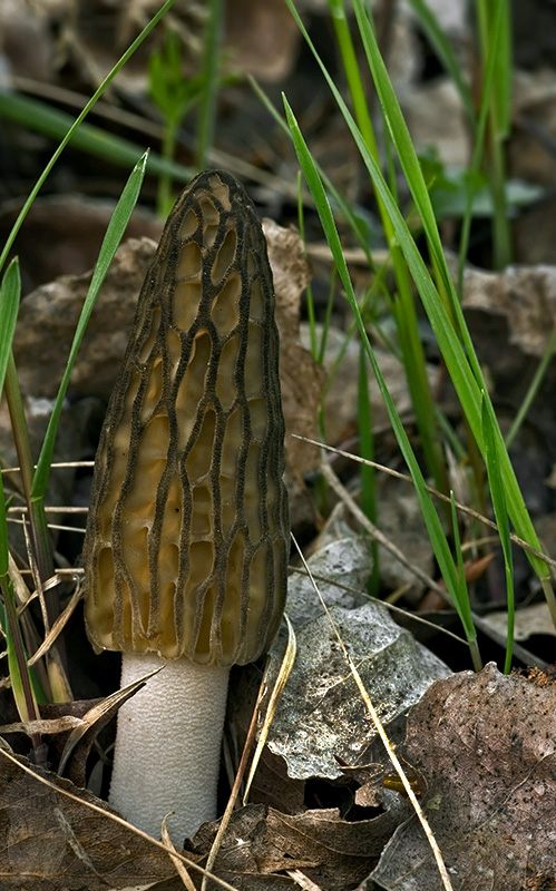 smrčok kužeľovitý Morchella conica Pers.