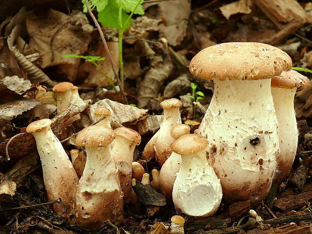 húževnatec pohárovitý Neolentinus schaefferi Redhead & Ginns