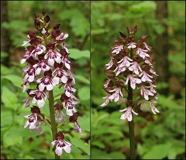 vstavač purpurový Orchis purpurea Huds.