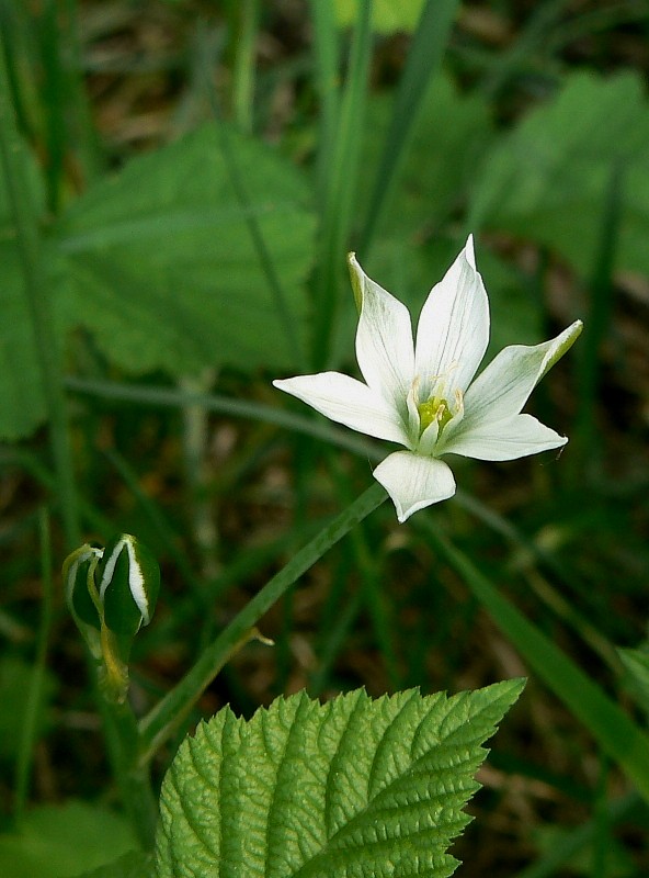 bledavka okolíkatá Ornithogalum umbellatum L