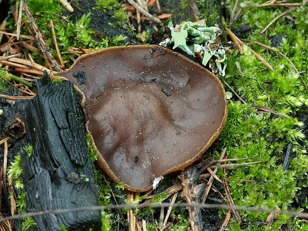 čiaška spálenisková Peziza lobulata (Velen.) Svrček