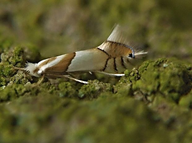 ploskáčik dubinový Phyllonorycter roboris