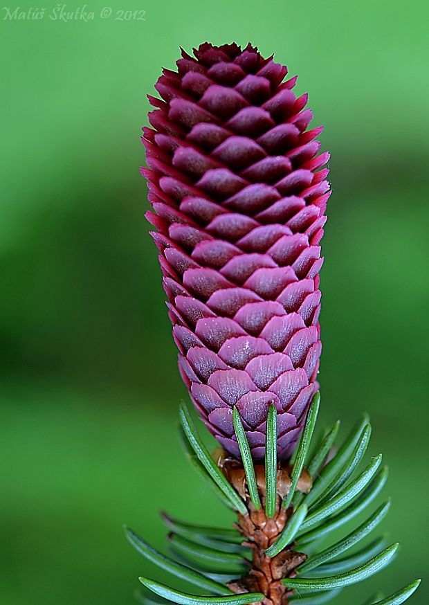 smrek obyčajný Picea abies (L.) H. Karst.