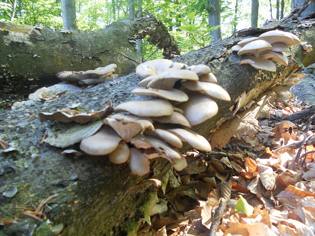 hliva buková Pleurotus pulmonarius (Fr.) Quél.