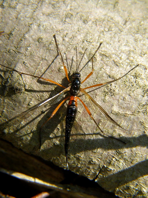 tipula Tanyptera atrata