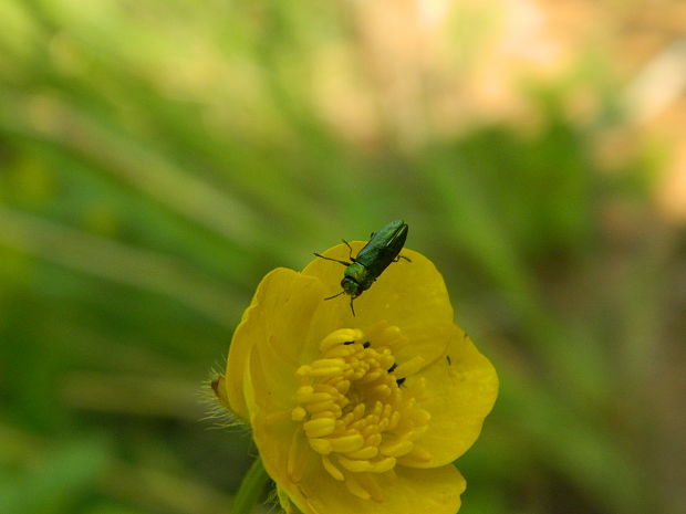 krasoň lesklý Anthaxia nitidula