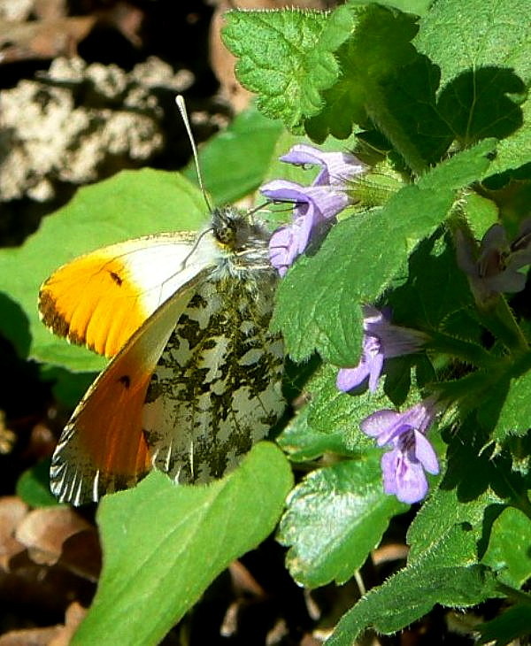 mlynárik žeruchový  Anthocharis cardamines