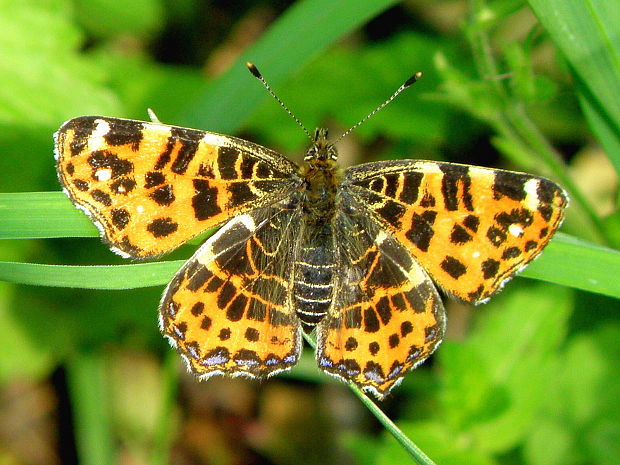 babôčka sieťkovaná  Araschnia levana Linnaeus, 1758