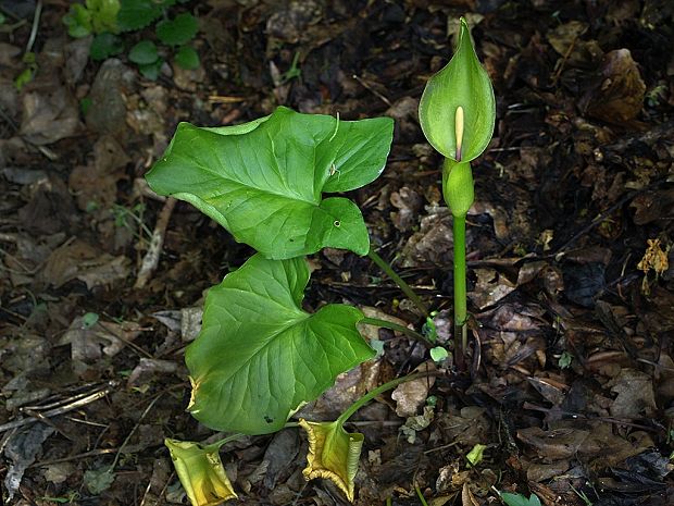 áron alpský Arum alpinum Schott et Kotschy