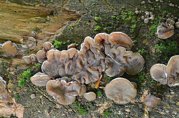 uchovka pásikavá Auricularia mesenterica (Dicks.) Pers.