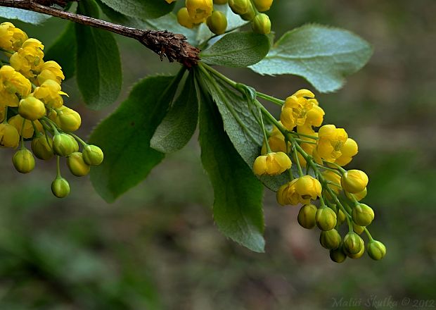 dráč obyčajný Berberis vulgaris L.