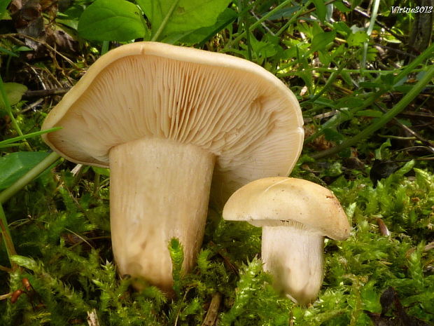 čírovnica májová Calocybe gambosa (Fr.) Donk