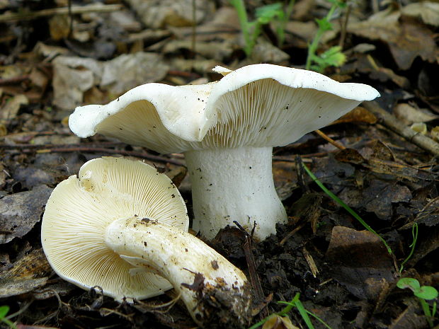 čírovnica májová Calocybe gambosa (Fr.) Donk