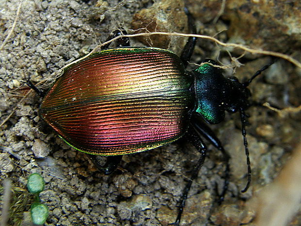 krajník pižmový Calosoma sycophanta