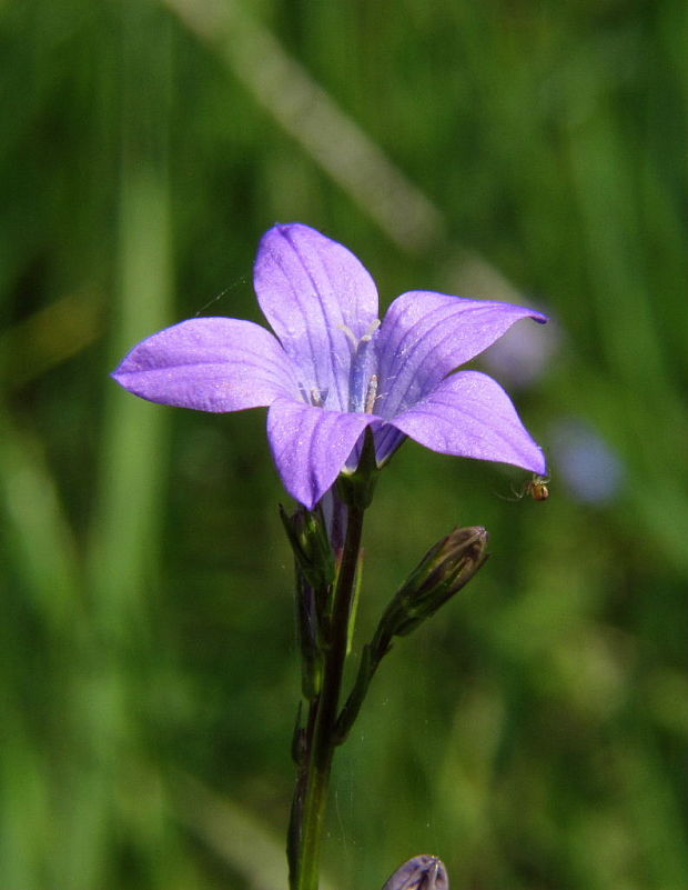 zvonček konáristý Campanula patula L.