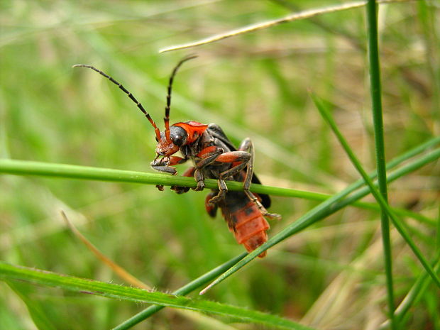 páteříček obecný  Cantharis rustica