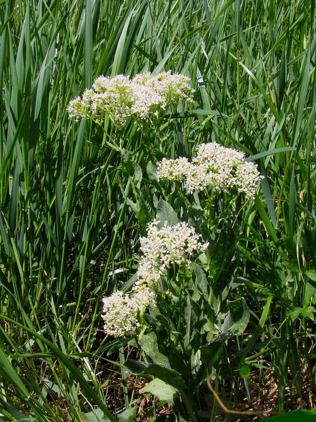 vesnovka obyčajná Cardaria draba (L.) Desv.