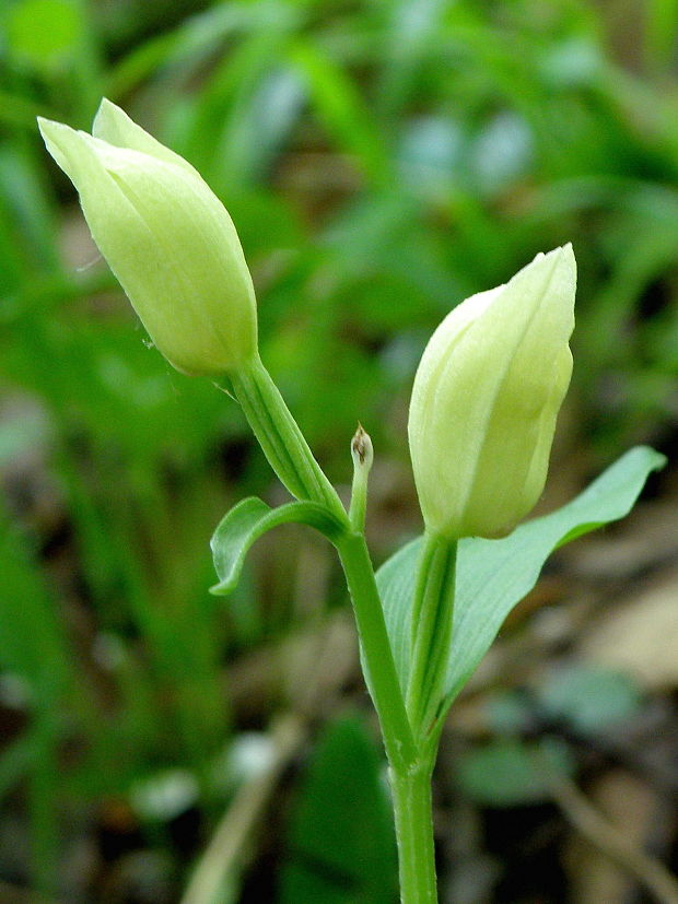 prilbovka biela Cephalanthera damasonium (Mill.) Druce