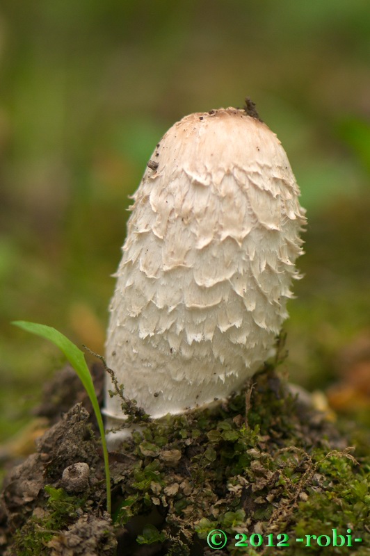 hnojník obyčajný Coprinus comatus (O.F. Müll.) Pers.